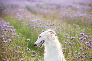 Funny and happy dog breed russian borzoi standing in the green grass and violet phacelia field in summer