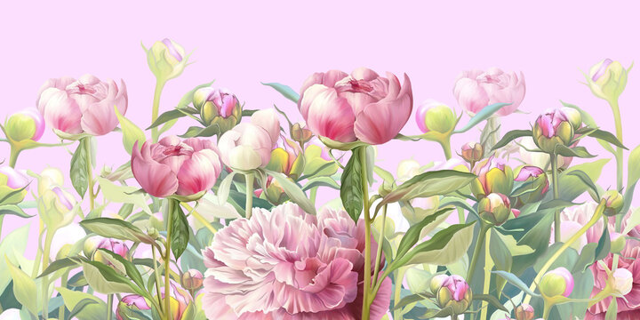 Delicate pink flowers illustration. Peonies painted on the pink background. Beautiful postcard, picture, mural, wallpaper, photo wallpaper, wedding invitation design.