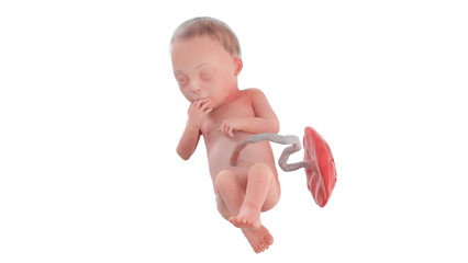 3d rendered medically accurate illustration of a human fetus - week 28