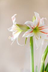 Blooming white and red Hippeastrum Amorice (amaryllis)