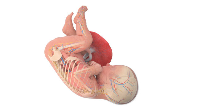 3d rendered medically accurate illustration of a human fetus anatomy - week 40