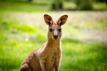 Schilderijen op glas kangaroo in the wild © Lachie