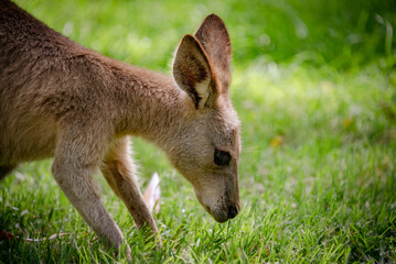 kangaroo in the park sniffing the grass