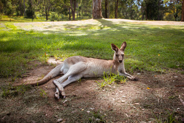 kangaroo in the grass