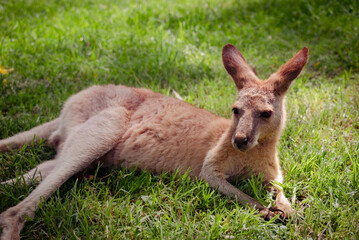 kangaroo in the grass