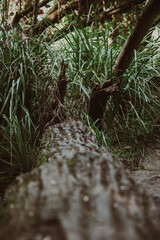 green moss on the a tree trunk