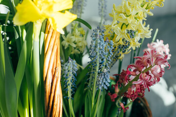 A bouquet of bright multi-colored hyacinths in a basket