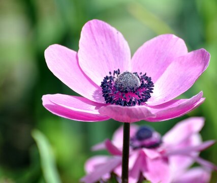 Anemonen im Garten