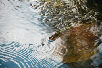 rock surrounded by drops of water