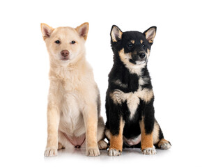 shiba inus in studio