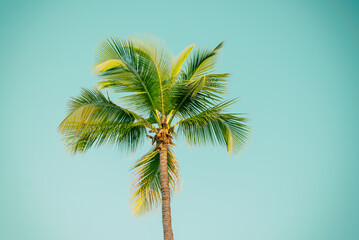 Palm tree and sky