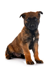 puppy malinois in studio