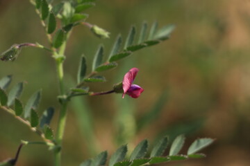 green check flower close up.