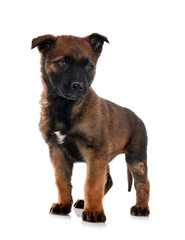 puppy malinois in studio