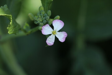 white and purple flower with dark background.