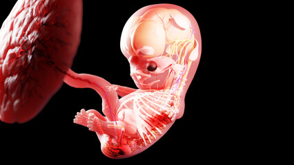 3d rendered illustration of a human fetus - week 9