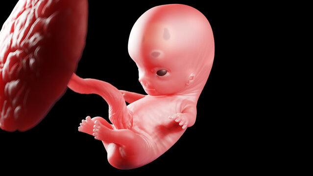 3d rendered illustration of a human fetus - week 9