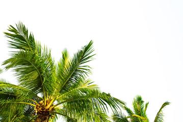 Fototapeta premium Tropical Background with palm