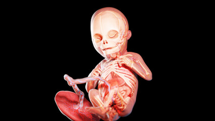 3d rendered illustration of a human fetus - week 22