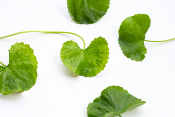 Fresh leaves of gotu kola