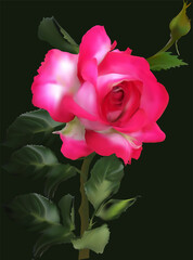 fine pink rose flower bloom isolated on black
