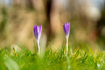 Purple crocus in early spring