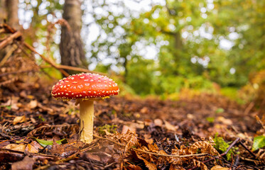 Forest Floor Mushroom