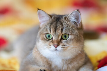 Green - eyed British Shorthair Golden Chinchilla NY25 with copyspace