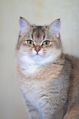 Green - eyed British Shorthair Golden Chinchilla NY25 with copyspace