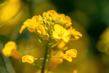 Blooming yellow rapeseed (Brassica Napus) flower in field