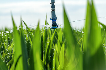 Sorghum crops plantation irrigation