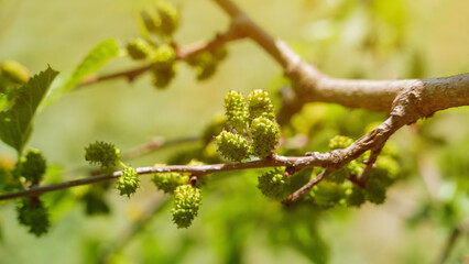 Unripe mulberries on tree branch