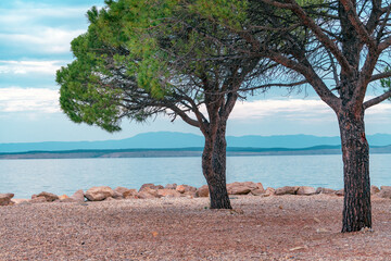 European red pine (Pinus sylvestris) at Croatian Adriatic sea coast in town of Crikvenica