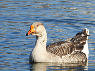 Chinese goose - Anser cygnoides