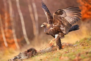 Fototapeten Golden eagle, aquila chrysaetos, hunting dead animal in autumn environment. Large brown bird landing on bones on grassland. Brown feathered animal eating prey in forest. © WildMedia