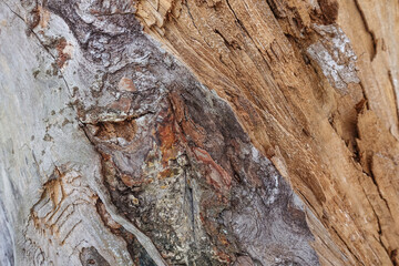 Texture of old cracked wood. Cracked surface of dry log material. Abstract hardwood. natural forest material