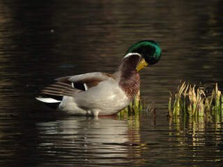 Mallard duck