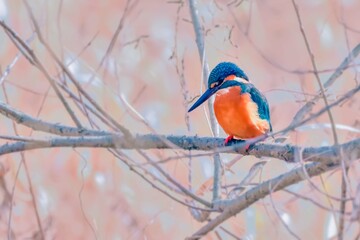 カワセミ