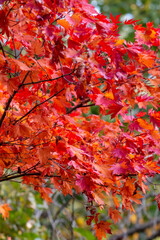Red maple leaves in Autumn