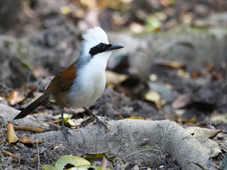 White-crested Laughingthrush are looking for food near a pond in the big forest.