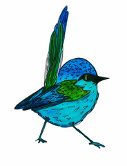 Hand drawn blue bird isolated on white background