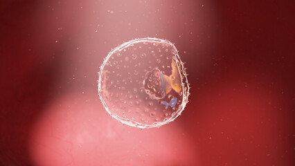 3d rendered illustration of a human embryo - week 2 - obrazy, fototapety, plakaty