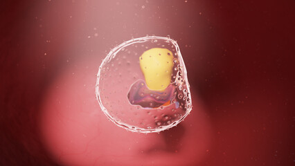 3d rendered illustration of a human embryo - week 3