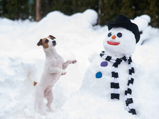 Jack Russell Terrier dog making a snowman. Winter fun.