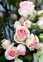 Delicate pink spray roses in a bouquet - 487298073