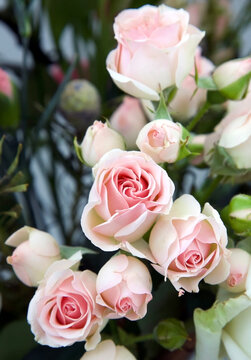 Delicate pink spray roses in a bouquet