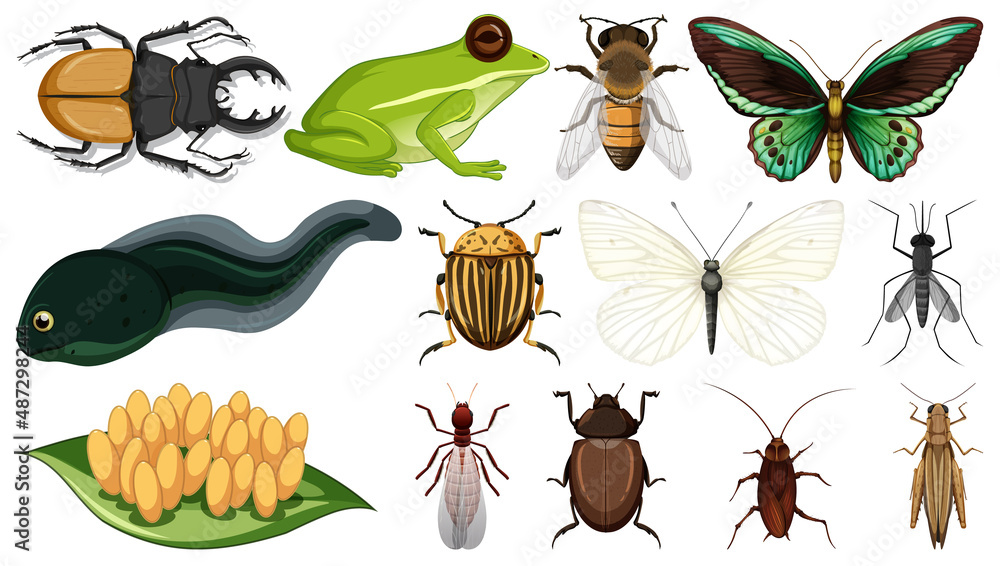 Poster different insects collection isolated on white background