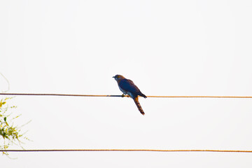 common cuckoo (cuculus canorus) bird on the branch.