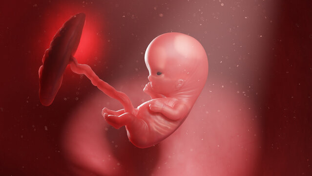 3d rendered illustration of a human fetus - week 10