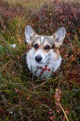 Welsh corgi pembroke dog watching straight in the camera, autumn cloudy day, fields, colors, textures